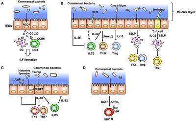 Epithelial Cells as a Transmitter of Signals From Commensal Bacteria and Host Immune Cells